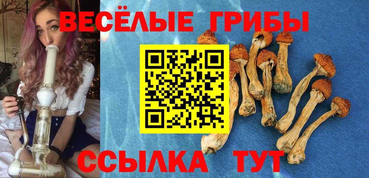 Галлюциногенные грибы Psilocybine cubensis Саяногорск